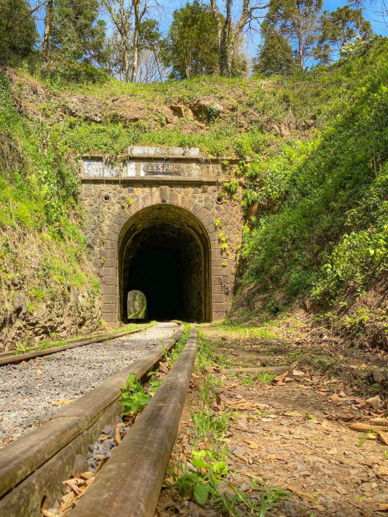 pinheiro-preto-santa-catarina (1)