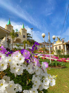 pinheiro-preto-santa-catarina (2)